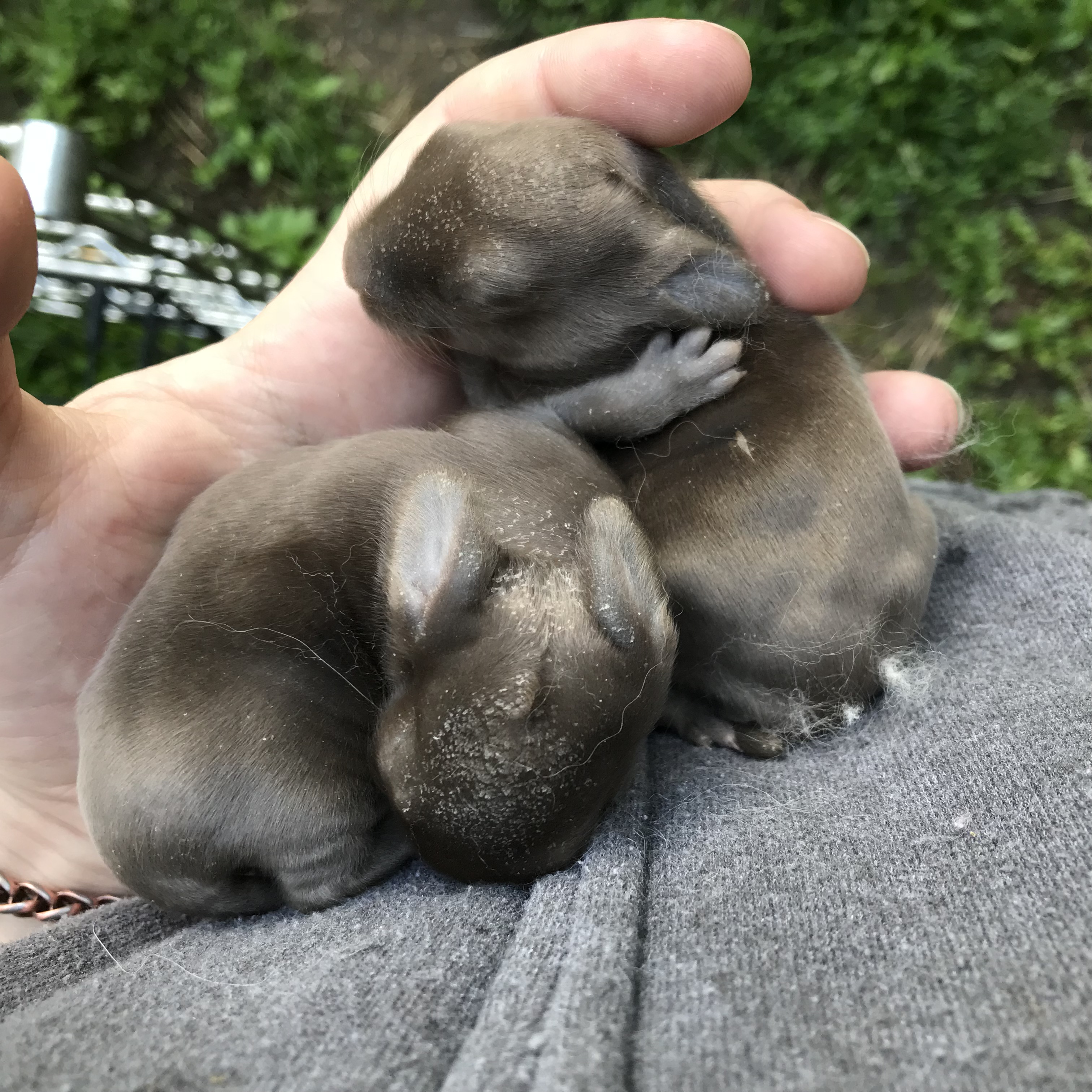 About Me – Samollynn Angora Rabbits