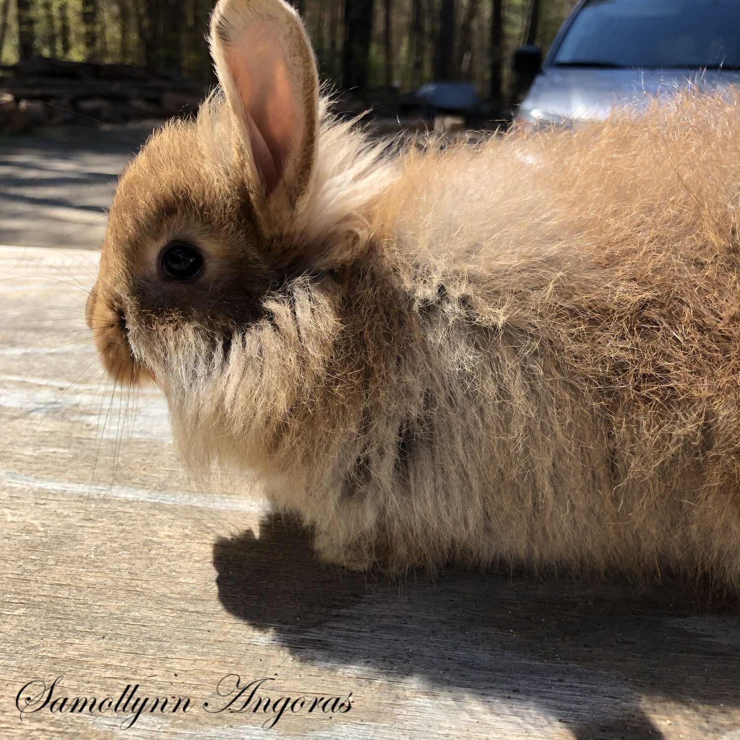 Baby Photos – Samollynn Angora Rabbits