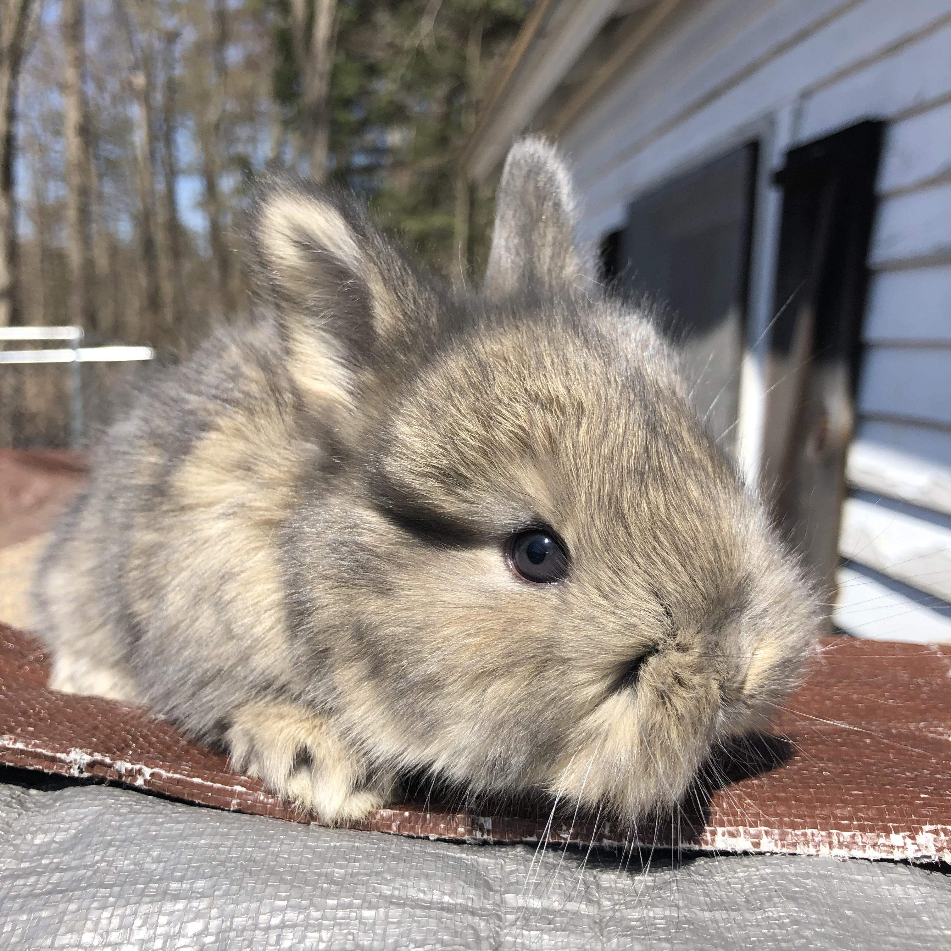 Baby Photos – Samollynn Angora Rabbits