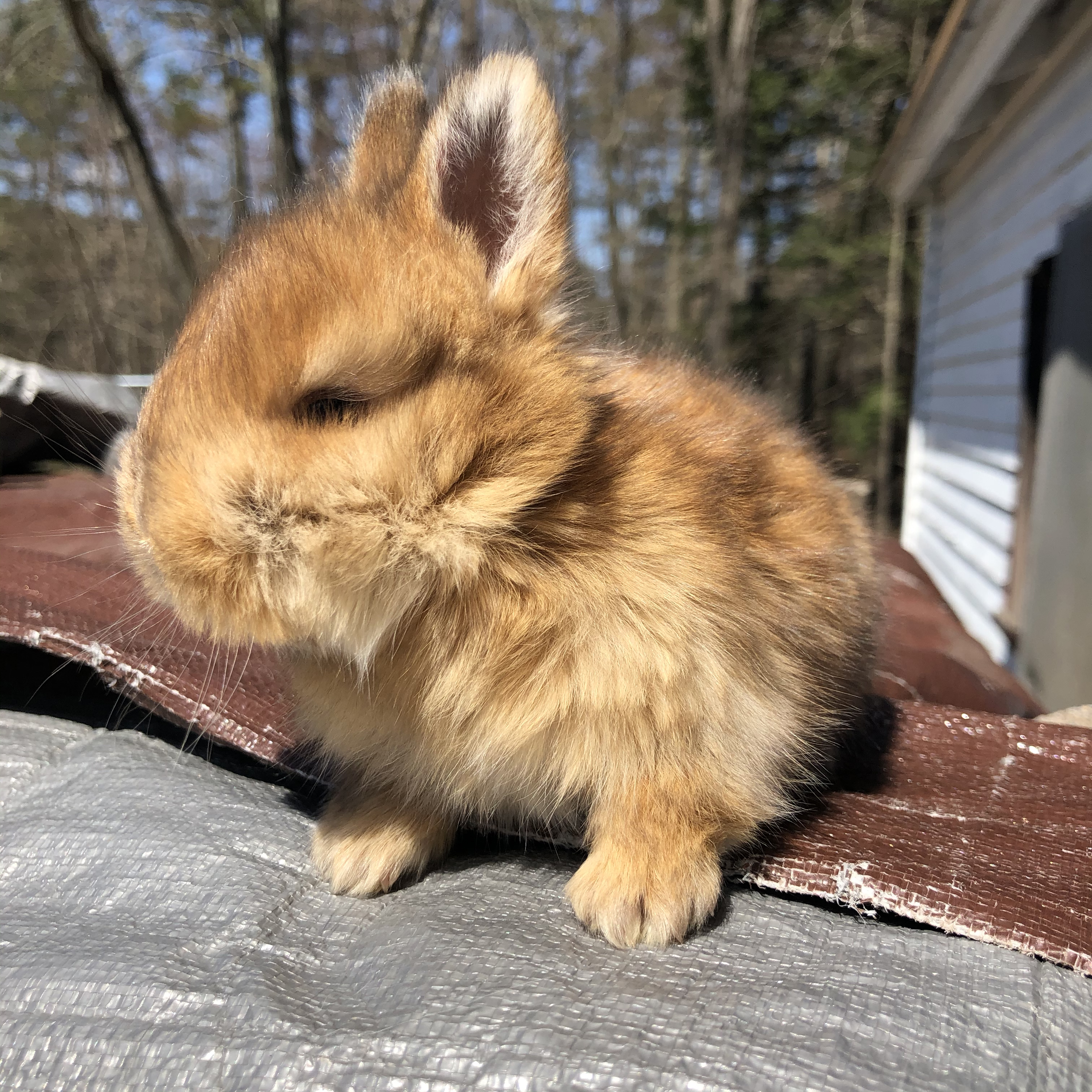 Baby Photos – Samollynn Angora Rabbits