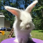 Bunny Blab Issue 1:1