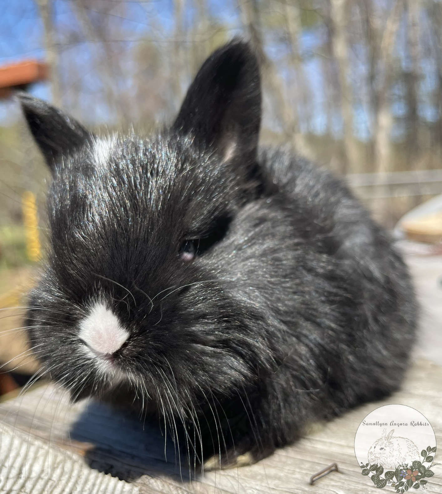 Samollynn Angora Rabbits – Raising lovable, snuggable, quality, bunnies