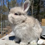 What is an Angora Rabbit?
